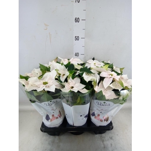 Euphorbia pulc. 'Princ Pearl'