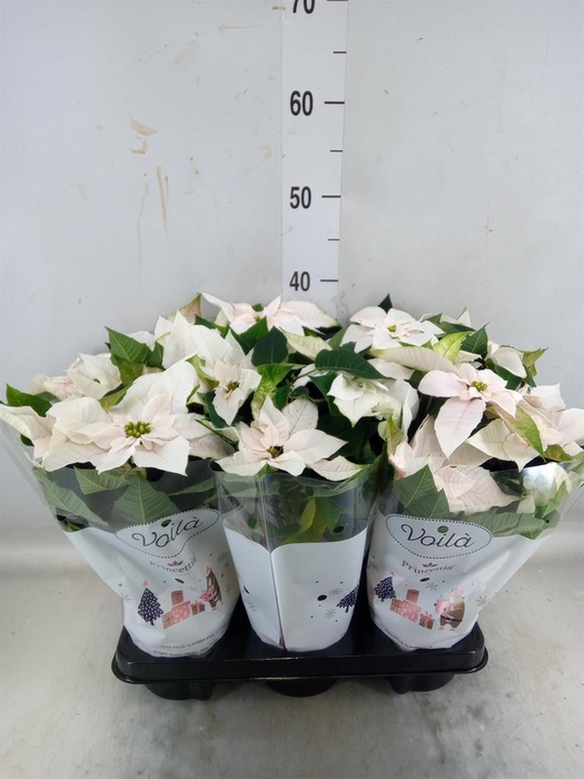 <h4>Euphorbia pulc. 'Princ Pearl'</h4>