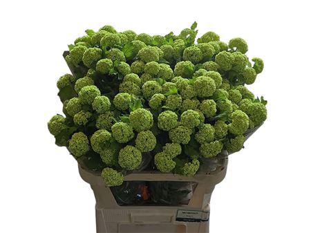 <h4>VIBURNUM ROSEUM ST</h4>