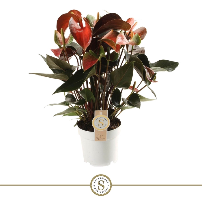 <h4>Anthurium andr. 'Rainbow Champion'</h4>