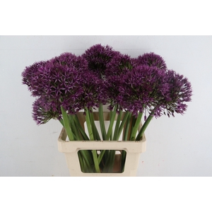 ALLIUM ATLAS