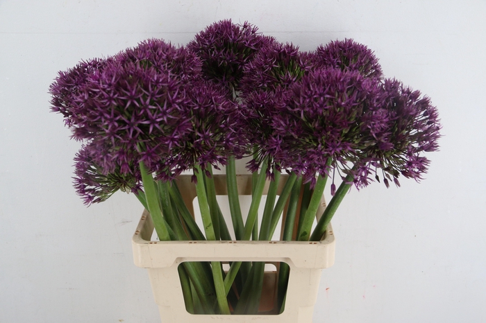 <h4>ALLIUM ATLAS</h4>
