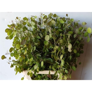 Lunaria Ann Paarse Penning