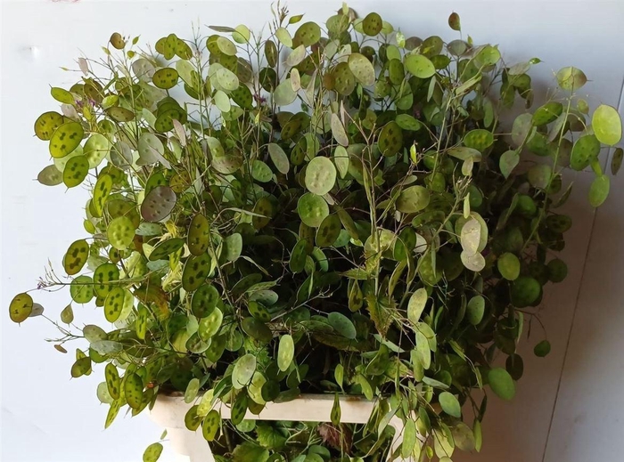 <h4>Lunaria Ann Paarse Penning</h4>