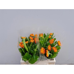 CALEND GREEN SPOT OR