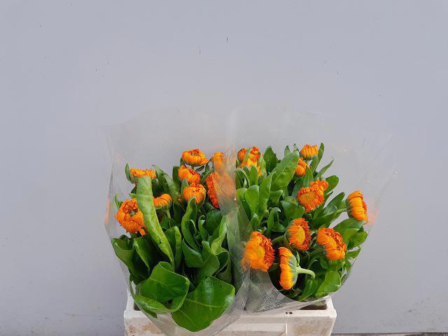 <h4>CALEND GREEN SPOT OR</h4>