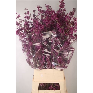 Callicarpa Bod Profusion