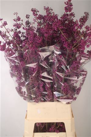 <h4>Callicarpa Bod Profusion</h4>