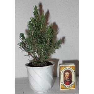 PICEA GLAUCA p6 6x15 per laag