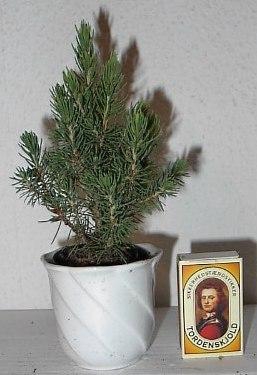 <h4>PICEA GLAUCA p6 6x15 per laag</h4>