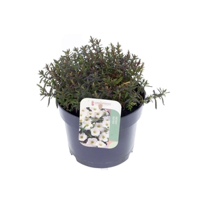 Arenaria montana Blizzard Compact