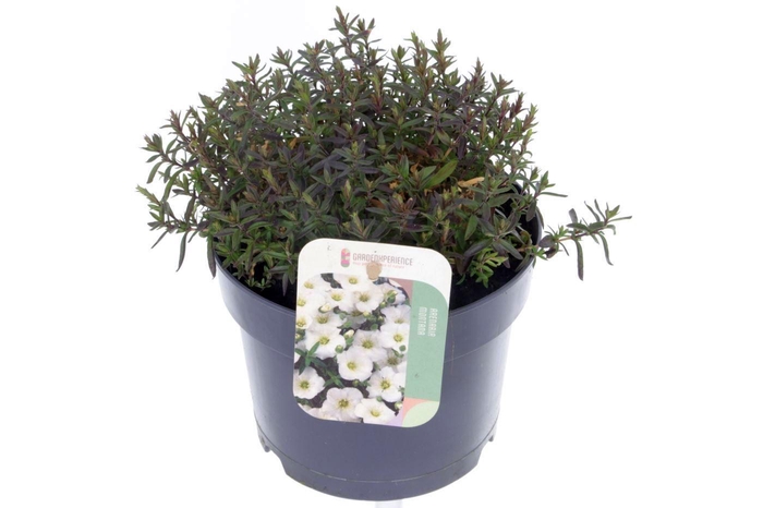 <h4>Arenaria montana Blizzard Compact</h4>