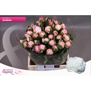 Paeonia Gardenia | Heavy Quality