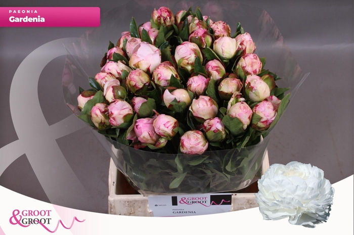 <h4>Paeonia Gardenia | Heavy Quality</h4>