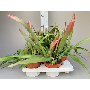 Epiphyllum Red Tip