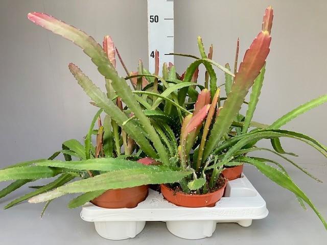 <h4>Epiphyllum Red Tip</h4>