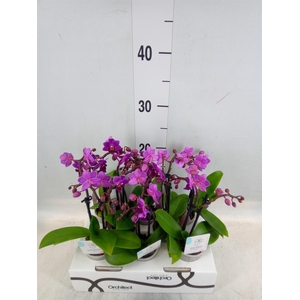 Phalaenopsis   ...mini