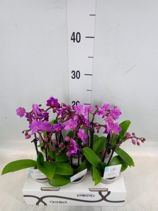 <h4>Phalaenopsis   ...mini</h4>
