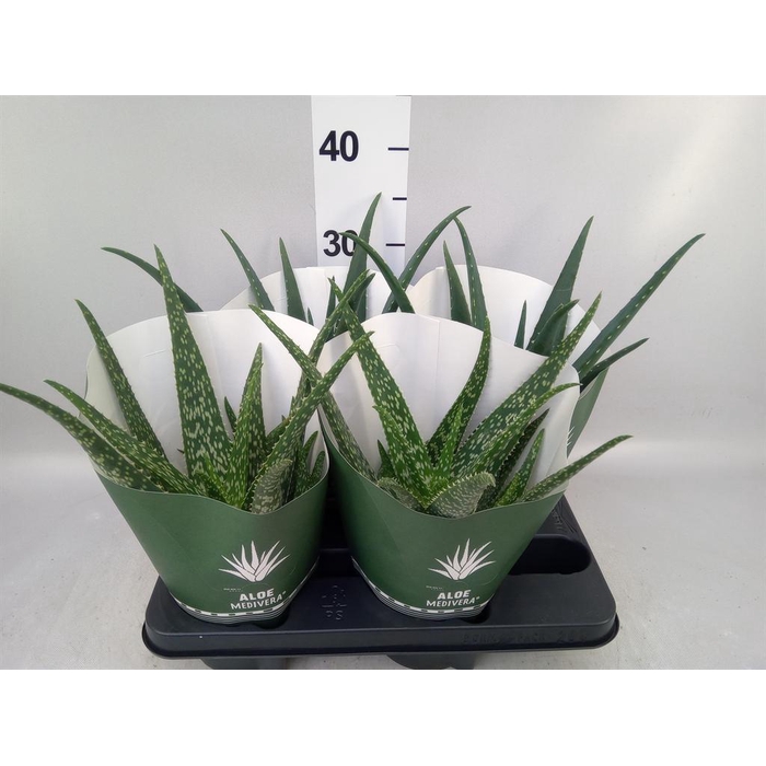 <h4>Aloe   ...mix</h4>
