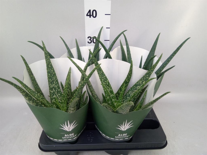 <h4>Aloe   ...mix</h4>