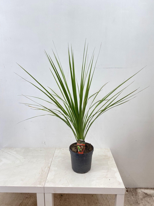 <h4>Cordyline indivisa</h4>