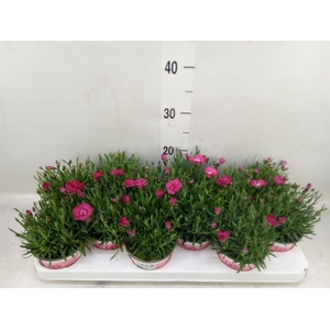 Dianthus  'Diantica Early Love'