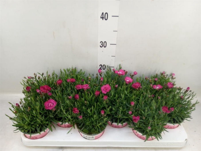 <h4>Dianthus  'Diantica Early Love'</h4>