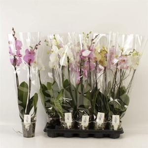 PHAL GEM