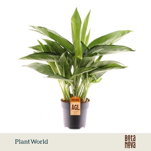 Aglaonema overig