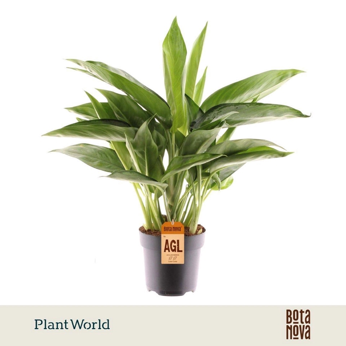 <h4>Aglaonema overig</h4>