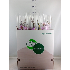 Phalaenopsis   ...mix