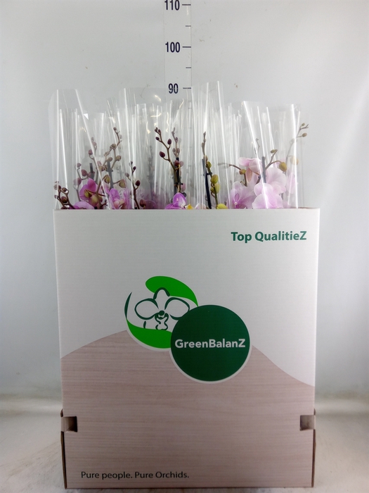 <h4>Phalaenopsis   ...mix</h4>