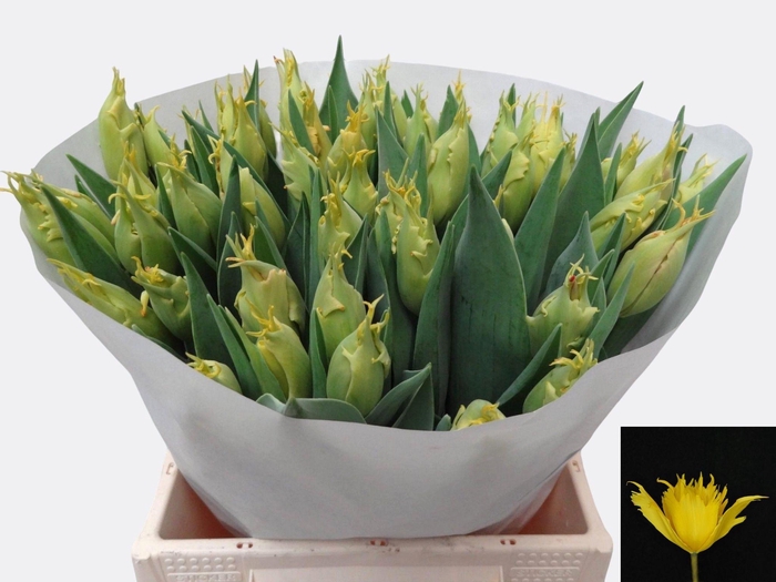 <h4>TU EN SUNNY LEO</h4>