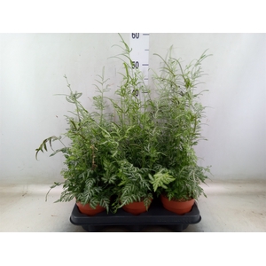 Pteris ensiformis 'Evergemiensis'