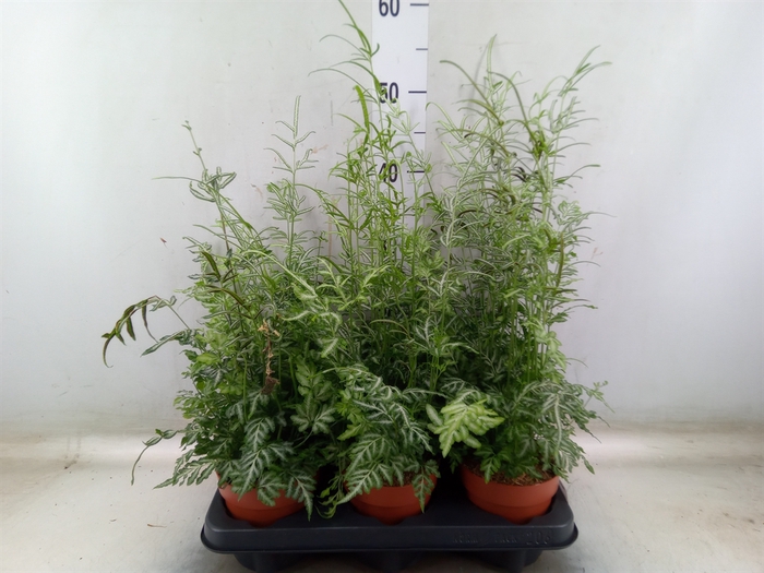 <h4>Pteris ensiformis 'Evergemiensis'</h4>