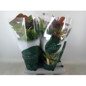 Anthurium andr. 'Essencia'