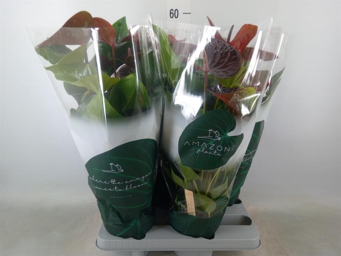 <h4>Anthurium andr. 'Essencia'</h4>