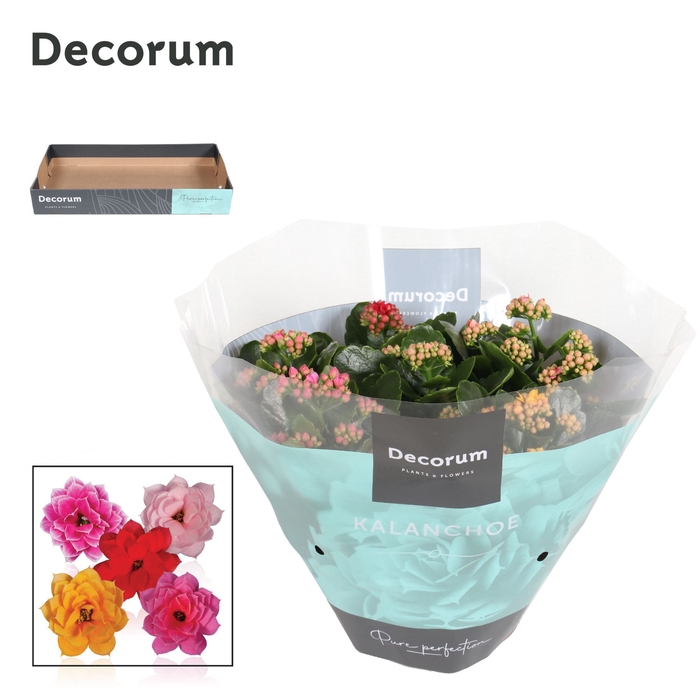 <h4>Kalanchoe Decorum Carnaval</h4>