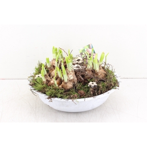arr.. Narcis PL - Zink schaal 29cm