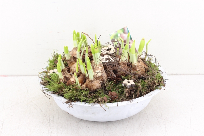 arr.. Narcis PL - Zink schaal 29cm