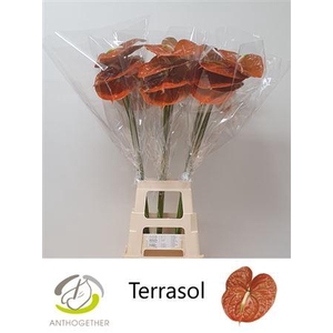 Anth A Terrasol