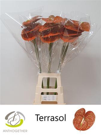 <h4>Anth A Terrasol</h4>