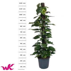 Epipremnum pinnatum Aureum 24Ø 135cm