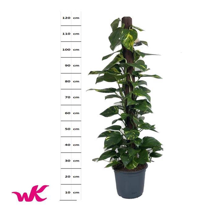 <h4>Epipremnum pinnatum Aureum 24Ø 135cm</h4>