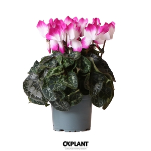 Cyclamen Indiaka violet