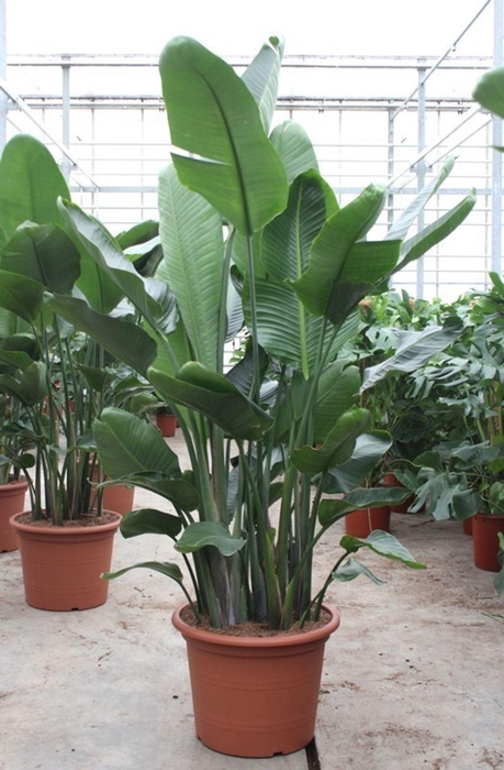 <h4>Strelitzia nicolai</h4>