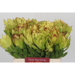 Leucadendron Goldstrike