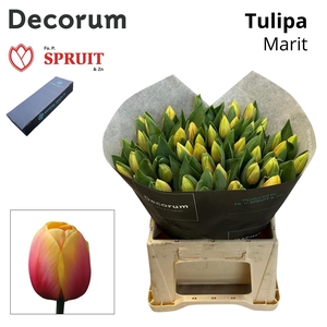 TU EN MARIT Box L 150