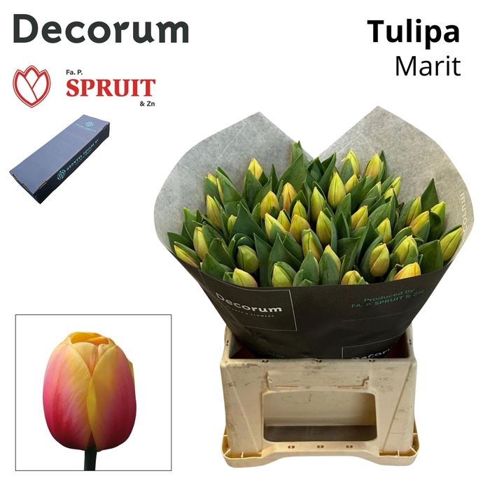 <h4>TU EN MARIT Box L 150</h4>