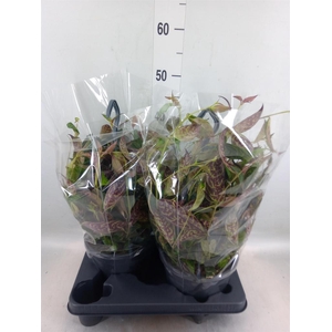 Aeschynanthus marmoratus